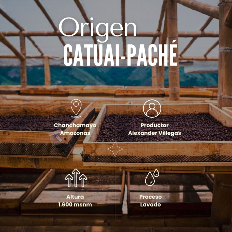 Origen Catuai - Paché