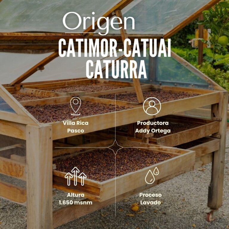 Origen Catimor - Catuai - Caturra